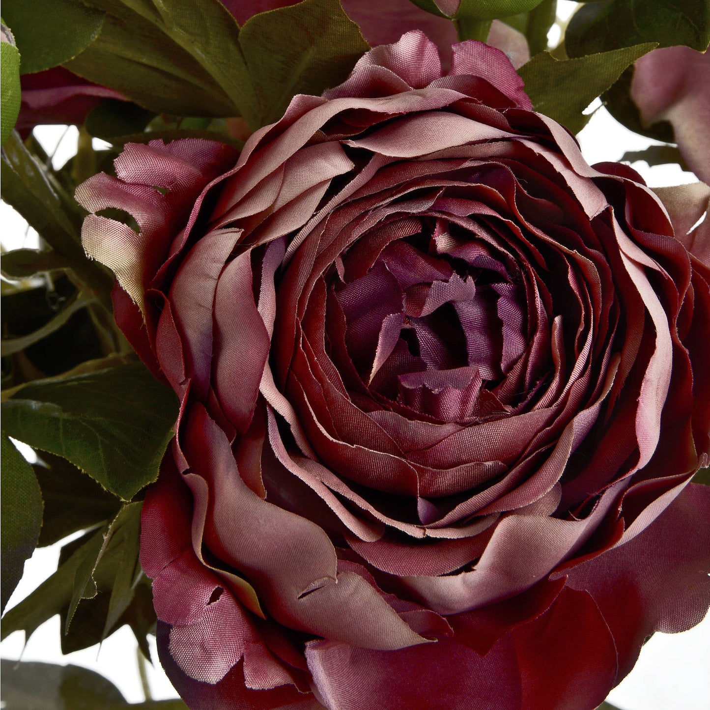 Soft White Cottage Rose Stem