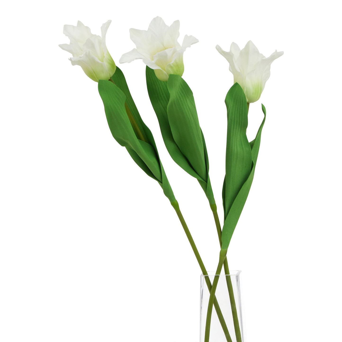 White Parrot Tulip