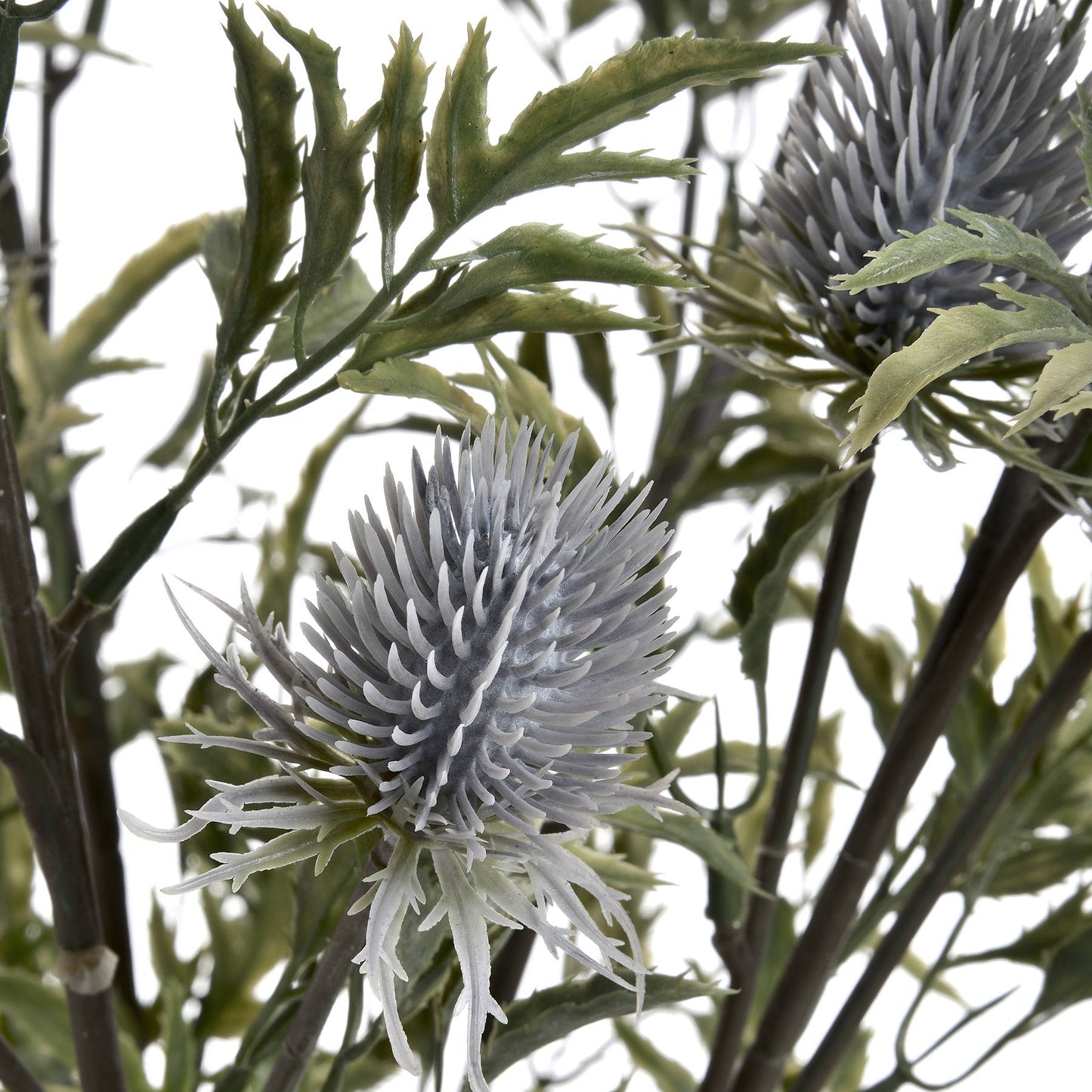 Tidal Eryngium Thistle