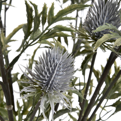 Tidal Eryngium Thistle