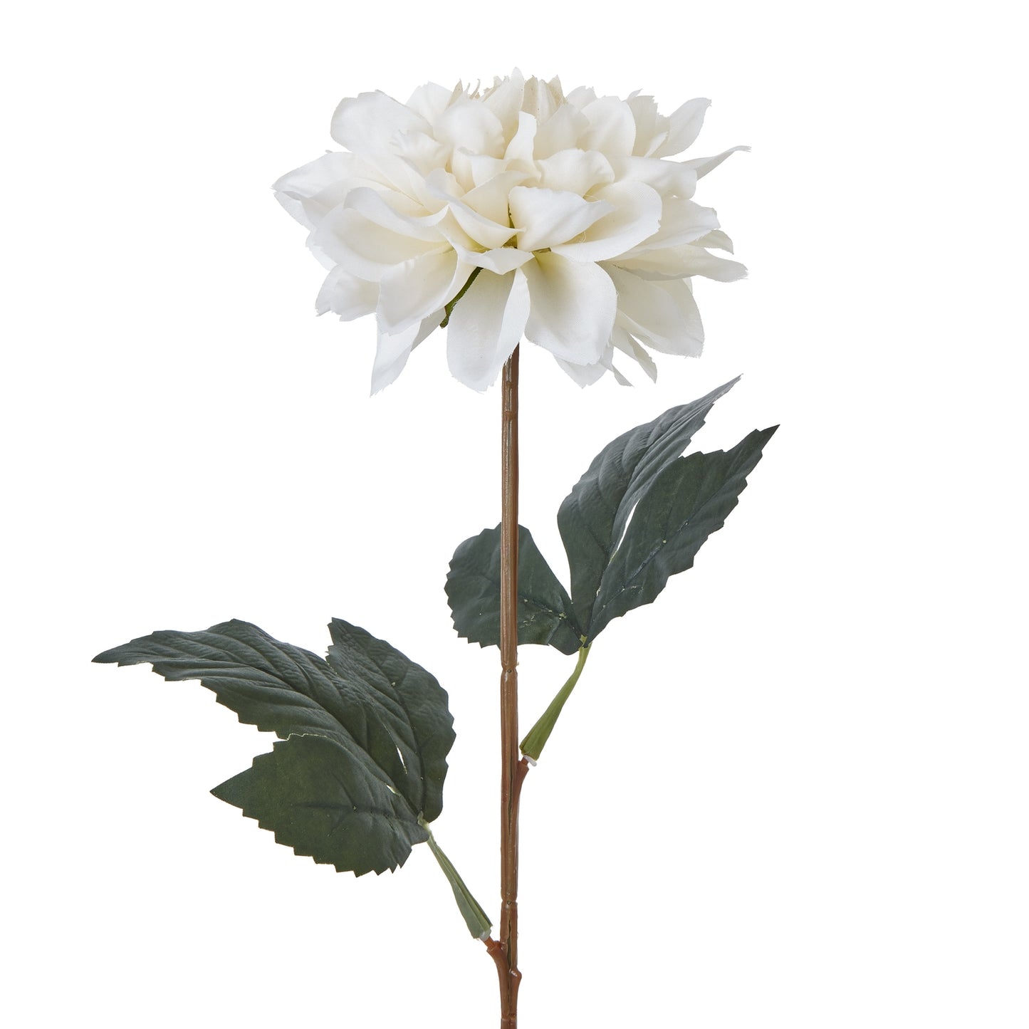 Tall White Dahlia