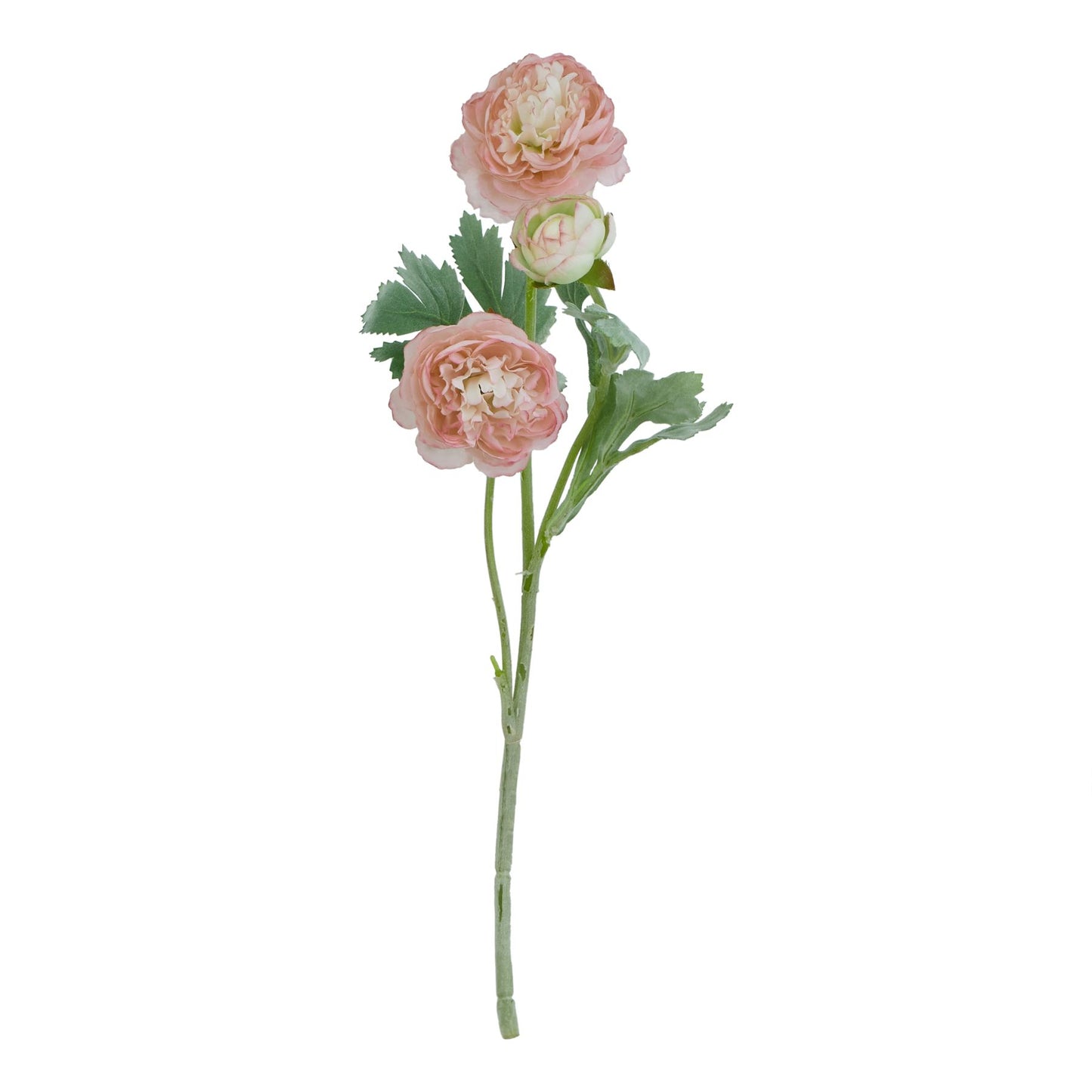 Pink Ranunculus