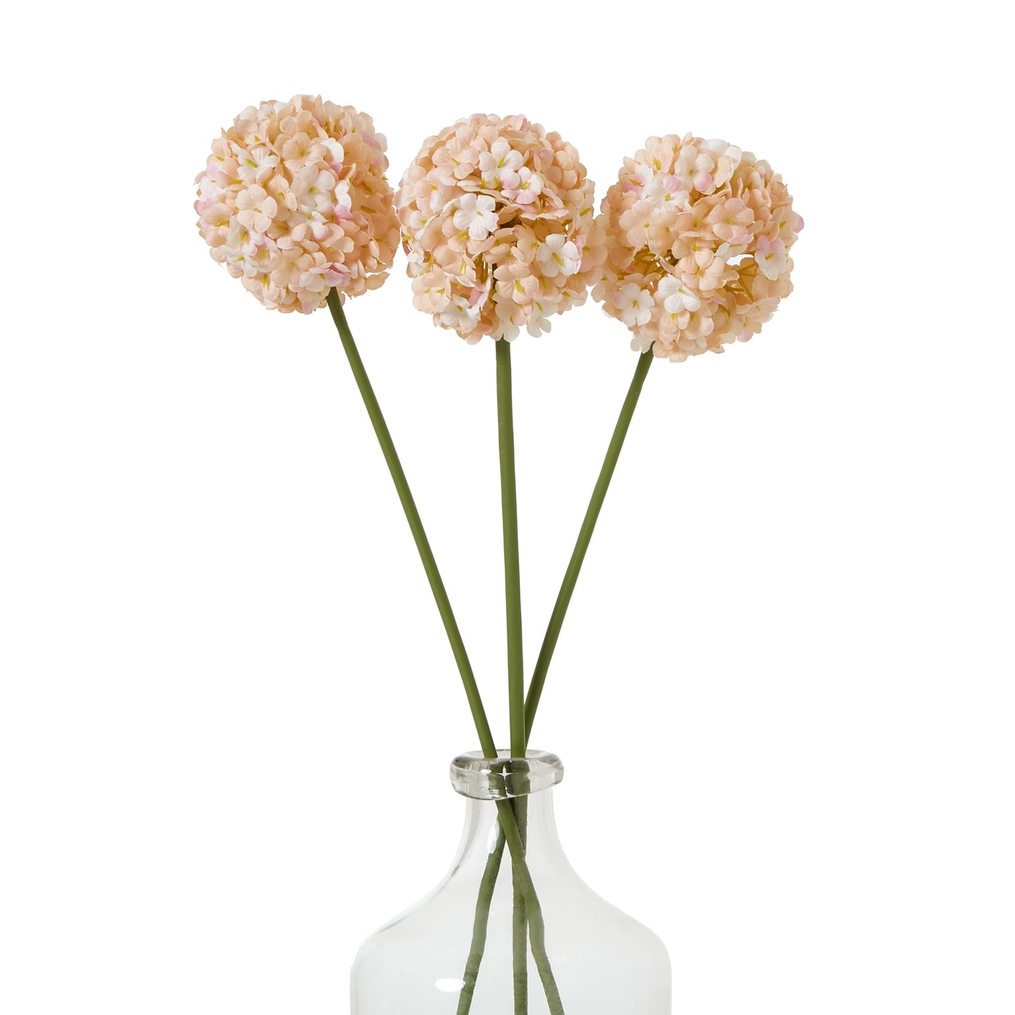 White & Apricot Allium
