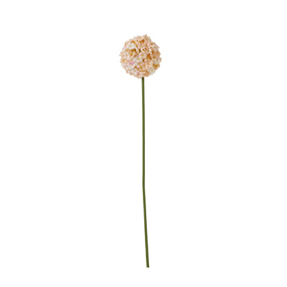 White & Apricot Allium