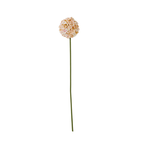 White & Apricot Allium