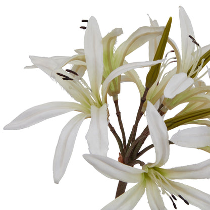 White Nerine Lily Stem
