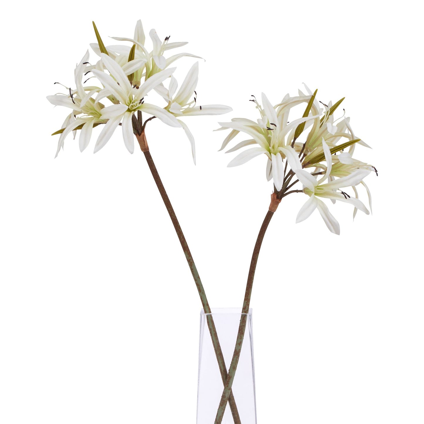 White Nerine Lily Stem