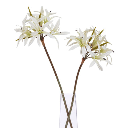 White Nerine Lily Stem