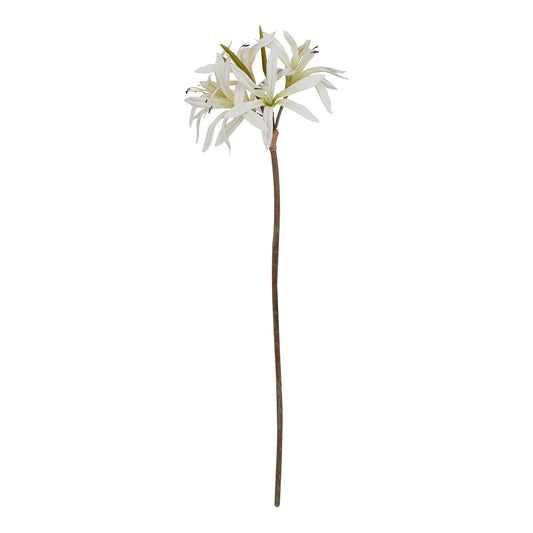 White Nerine Lily Stem