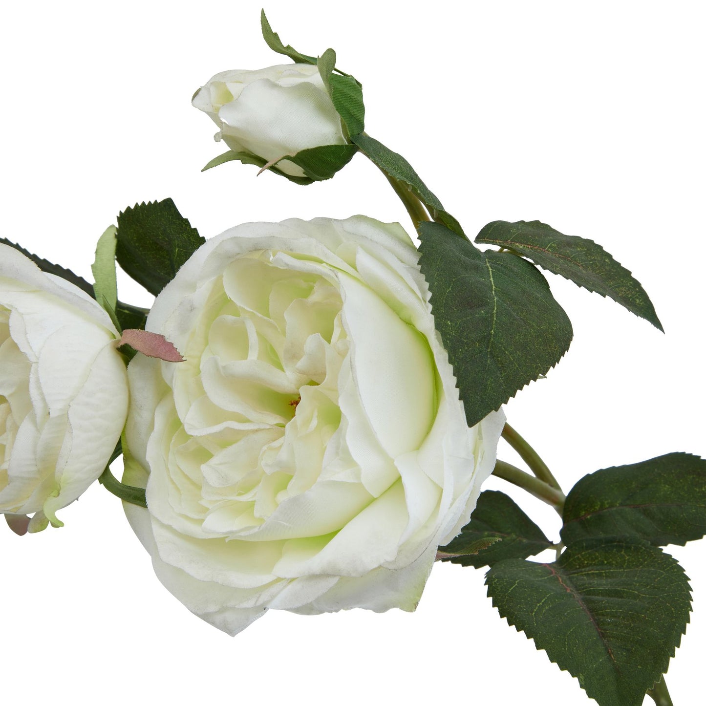 White Charity Rose
