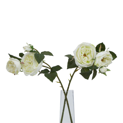 White Charity Rose
