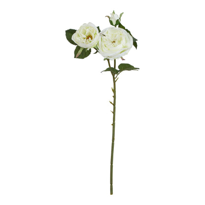 White Charity Rose