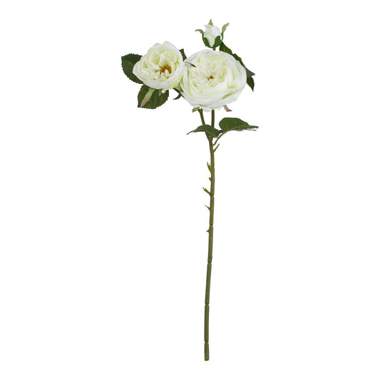 White Charity Rose