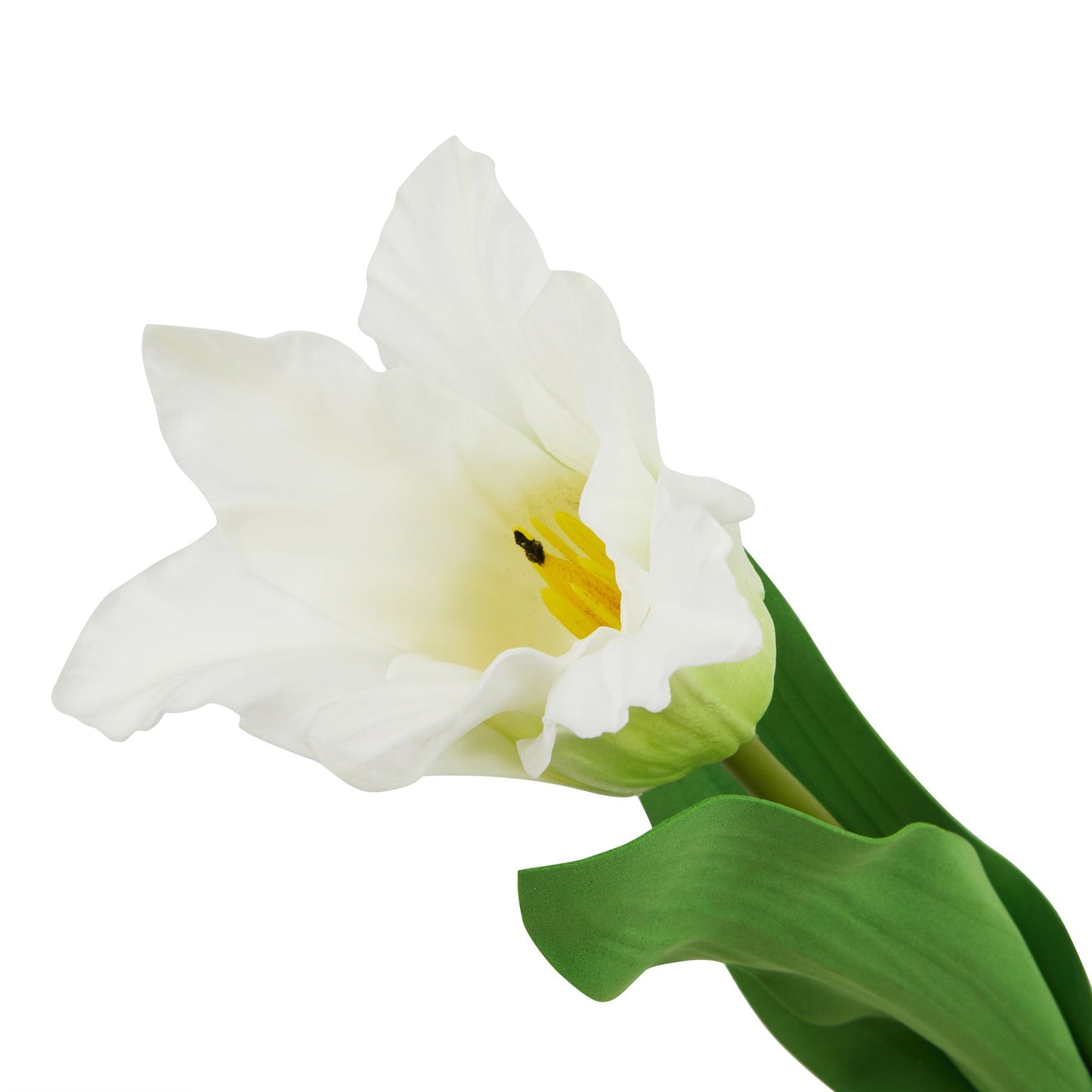 White Parrot Tulip