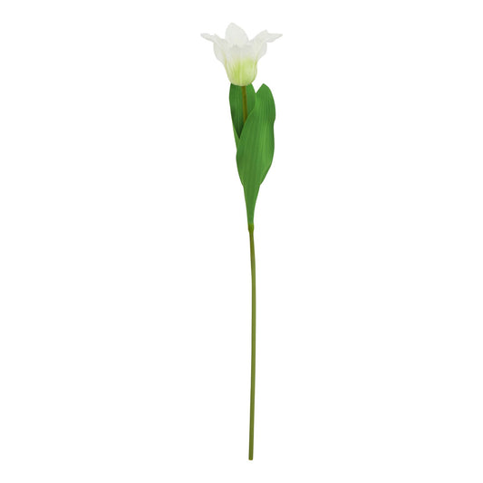 White Parrot Tulip