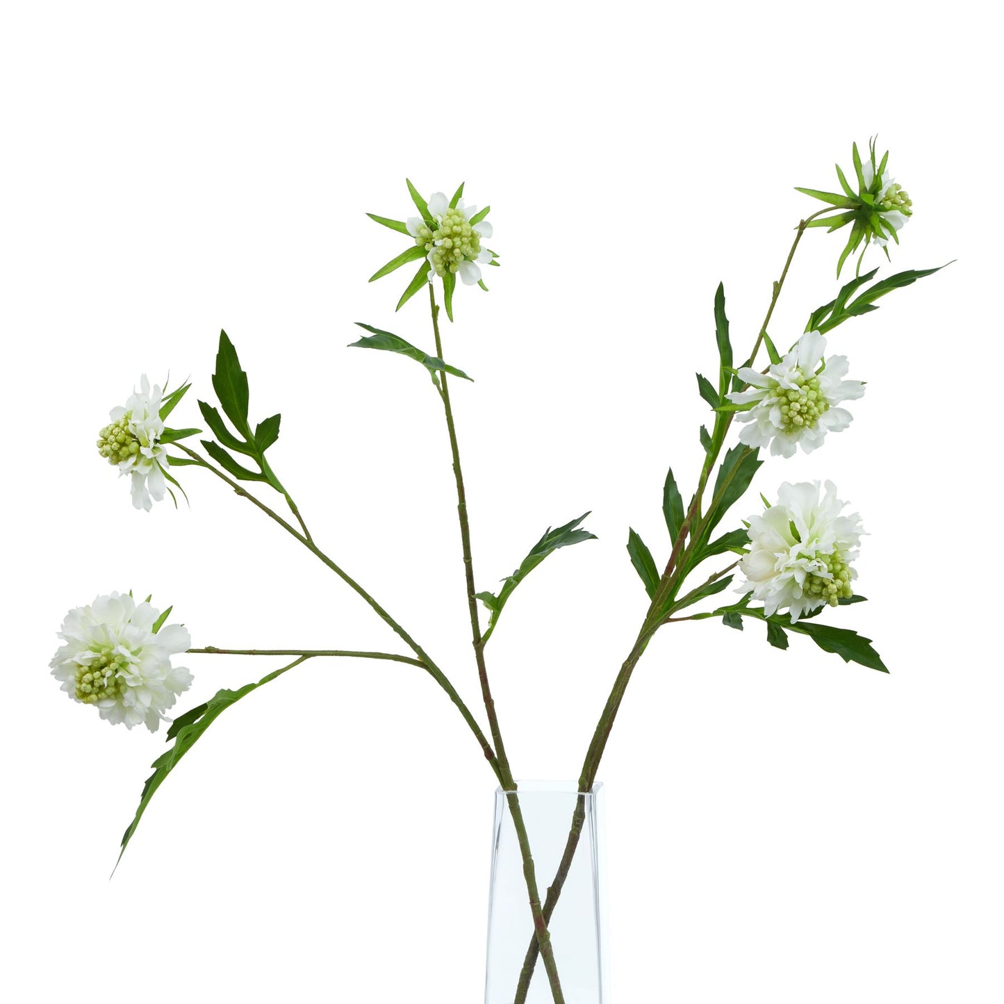 White Scabious Stem