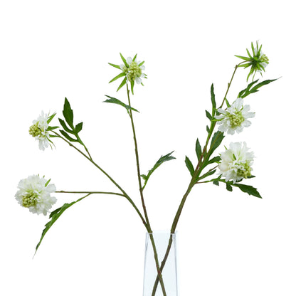 White Scabious Stem