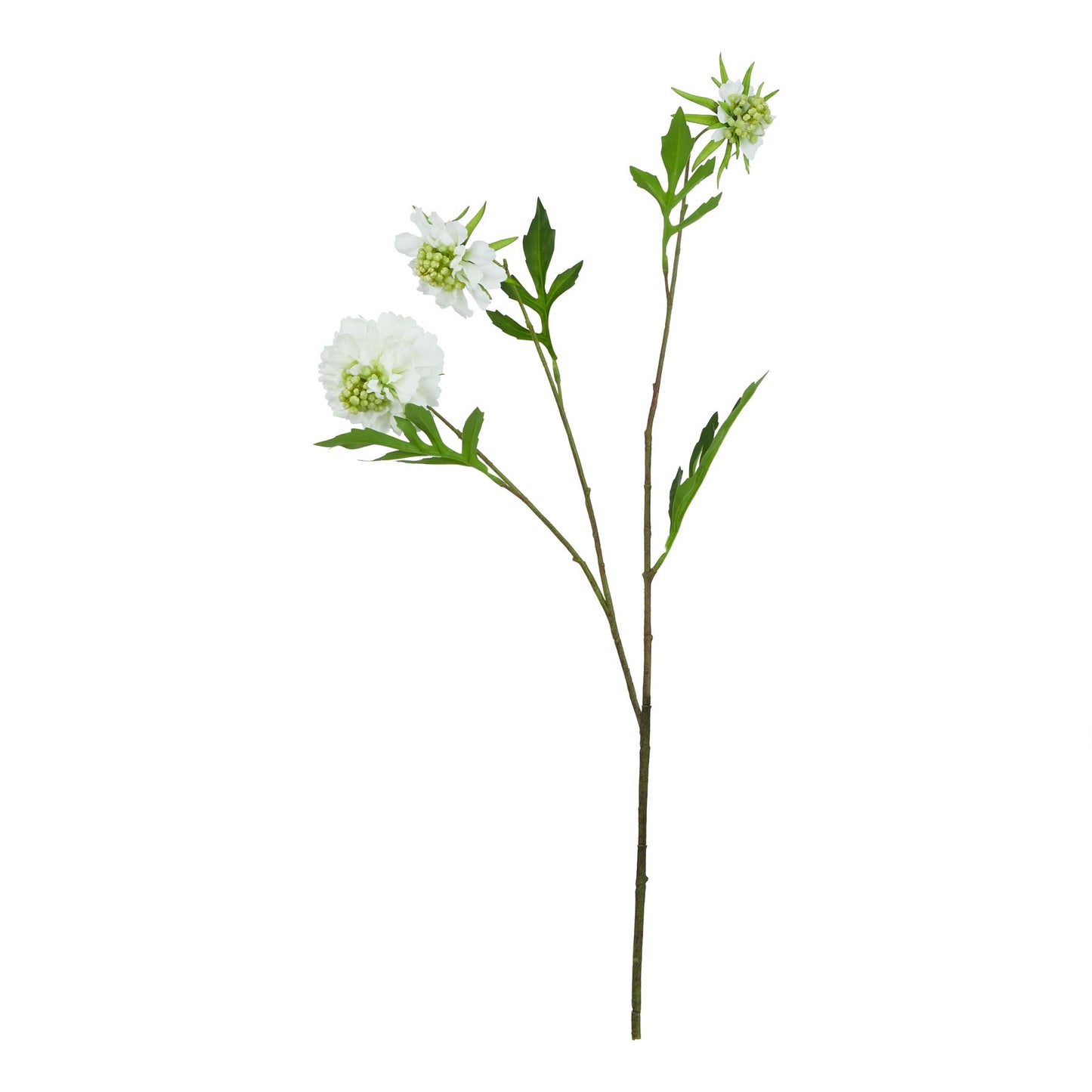 White Scabious Stem