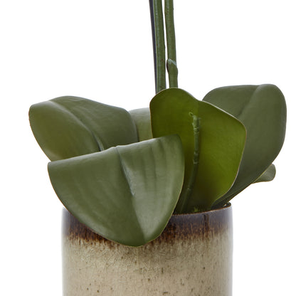 Faux Orchid in Ceramic Pot – Medium